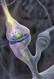sinapsis1